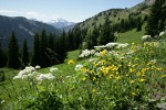 Mountain Arnica & Cow Parsnips in subalpine meadow w/ mountains bkgnd