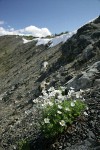 Drummond's (Alpine) Anemone on alpine scree slope