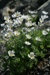 Drummond's (Alpine) Anemone