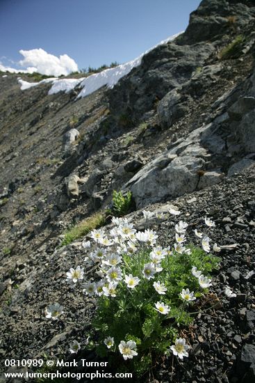 Anemone drummondii
