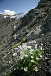 Drummond's (Alpine) Anemone on alpine scree slope