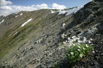 Drummond's (Alpine) Anemone on alpine scree slope