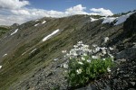 Drummond's (Alpine) Anemone on alpine scree slope