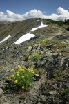 Brandegee's Desert Parsley on alpine ridge