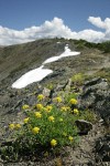 Brandegee's Desert Parsley on alpine ridge