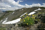 Brandegee's Desert Parsley on alpine ridge