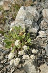 Alpine Buckwheat (Dirty Socks)