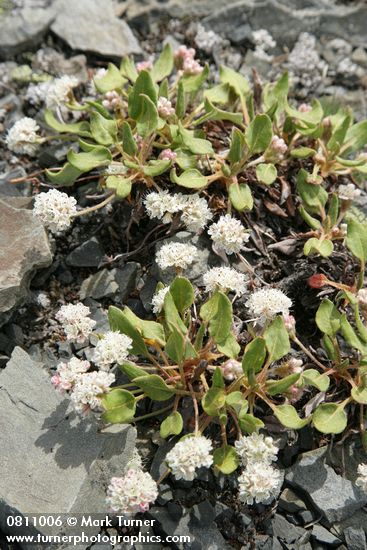 Eriogonum pyrolifolium