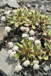 Alpine Buckwheat (Dirty Socks)