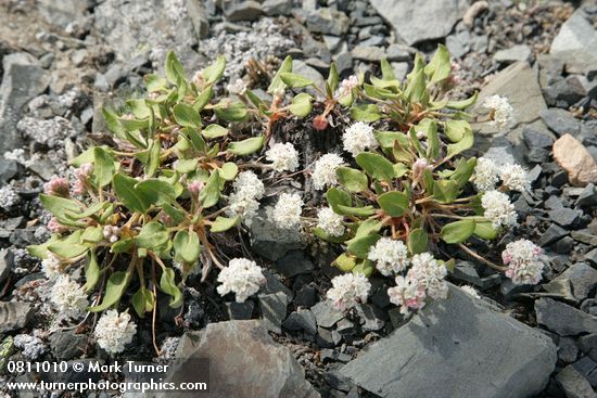 Eriogonum pyrolifolium