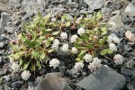 Alpine Buckwheat (Dirty Socks)