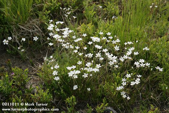 Arenaria capillaris