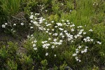 Mountain Sandwort