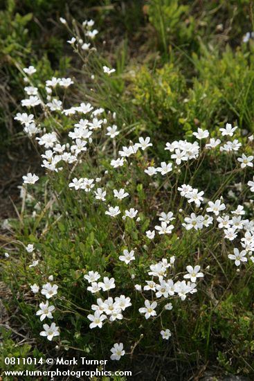 Arenaria capillaris