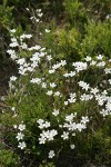 Mountain Sandwort