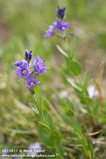 Veronica cusickii