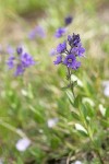 Cusick's Speedwell