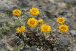 Alpine Gold Daisies