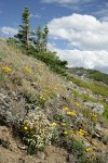 Spotted Saxifrage & Pale Agoseris on sloping meadow