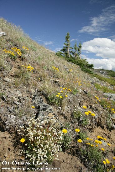 Saxifraga bronchialis; Agoseris glauca