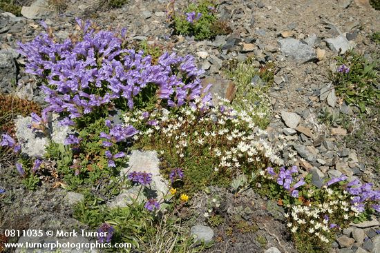 Penstemon davidsonii; P. procerus; Saxifraga bronchialis