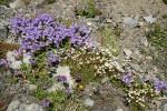 Davidson's Penstemon & Small-flowered Penstemon w/ Spotted Saxifrage