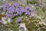 Davidson's Penstemon w/ Spotted Saxifrage