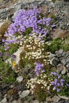 Davidson's Penstemon w/ Spotted Saxifrage