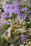 Spotted Saxifrage w/ Davidson's Penstemon