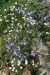 Showy Polemonium w/ Mountain Sandwort