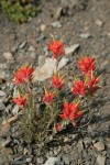 Wenatchee Paintbrush