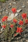 Wenatchee Paintbrush