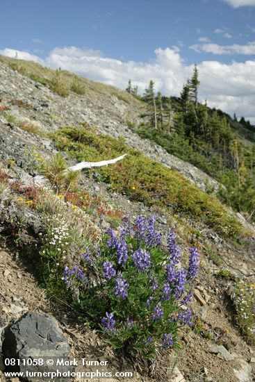 Lupinus latifolius; Juniperus communis