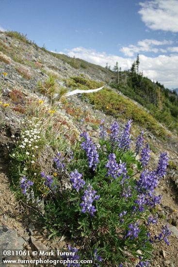 Lupinus latifolius; Juniperus communis