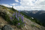 Broad-leaved Lupines on alpine scree slope w/ Spotted Saxifrage