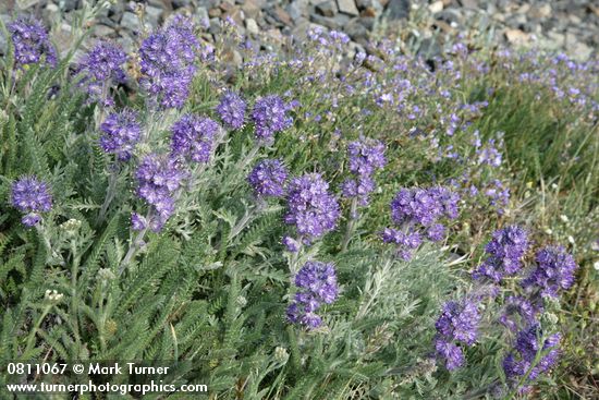 Phacelia sericea