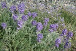 Silky Phacelia