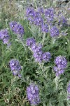 Silky Phacelia