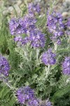 Silky Phacelia