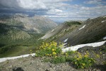 Brandegee's Desert Parsley on alpine ridge