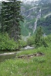 Western False Asphodel in wet meadow along Rainy Lake outlet stream w/ waterfall bkgnd