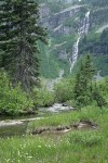 Western False Asphodel in wet meadow along Rainy Lake outlet stream w/ waterfall bkgnd