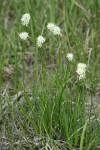 Western False Asphodel