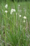 Western False Asphodel