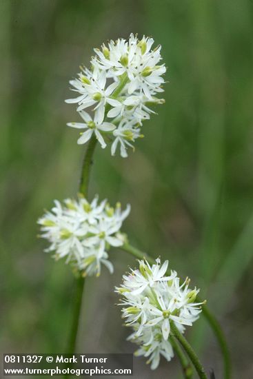 Tofieldia glutinosa