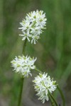 Western False Asphodel blossoms