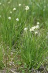 Western False Asphodel