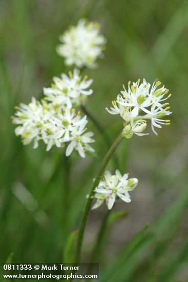 Tofieldia glutinosa