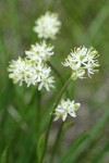 Western False Asphodel blossoms