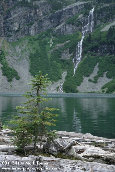 Abies lasiocarpa